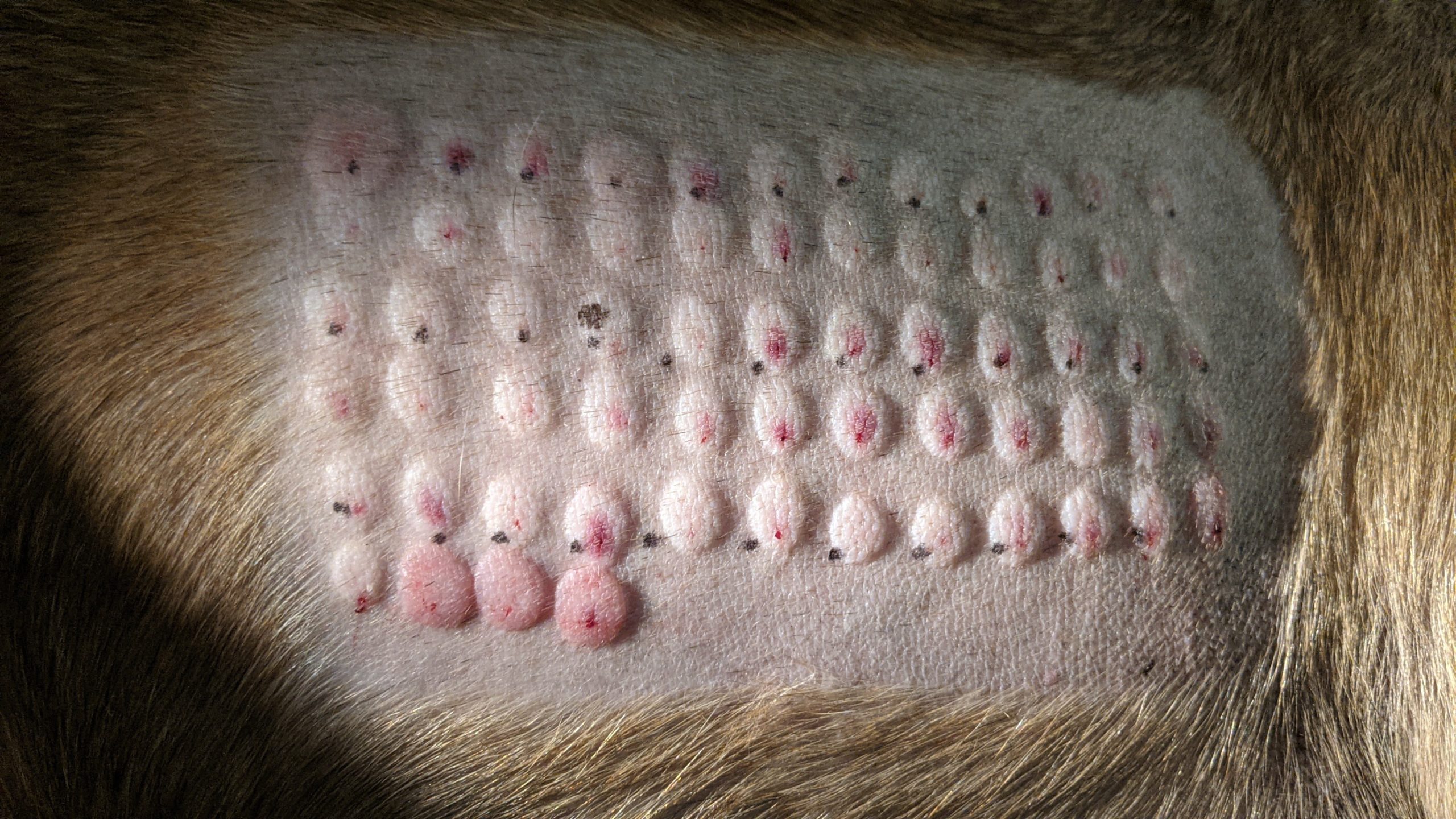 What GPs Should Know About Derm Cases and Pet Insurance - The Derm Vet